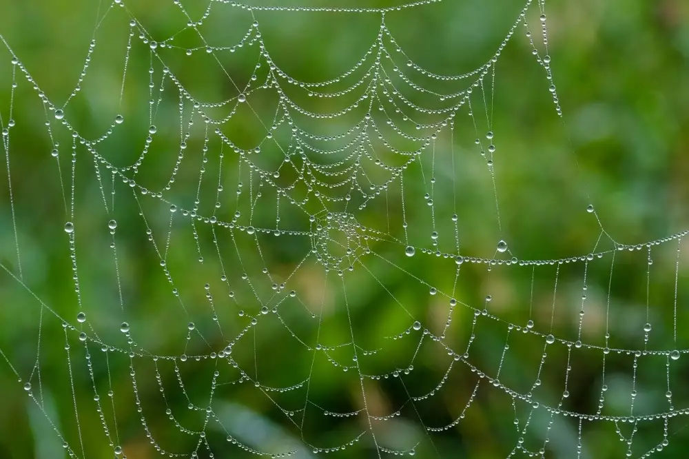 Dark Web Stránky