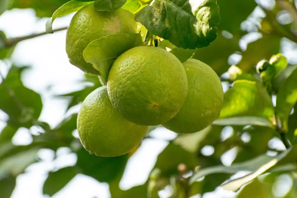 Lime Koloběžky Praha