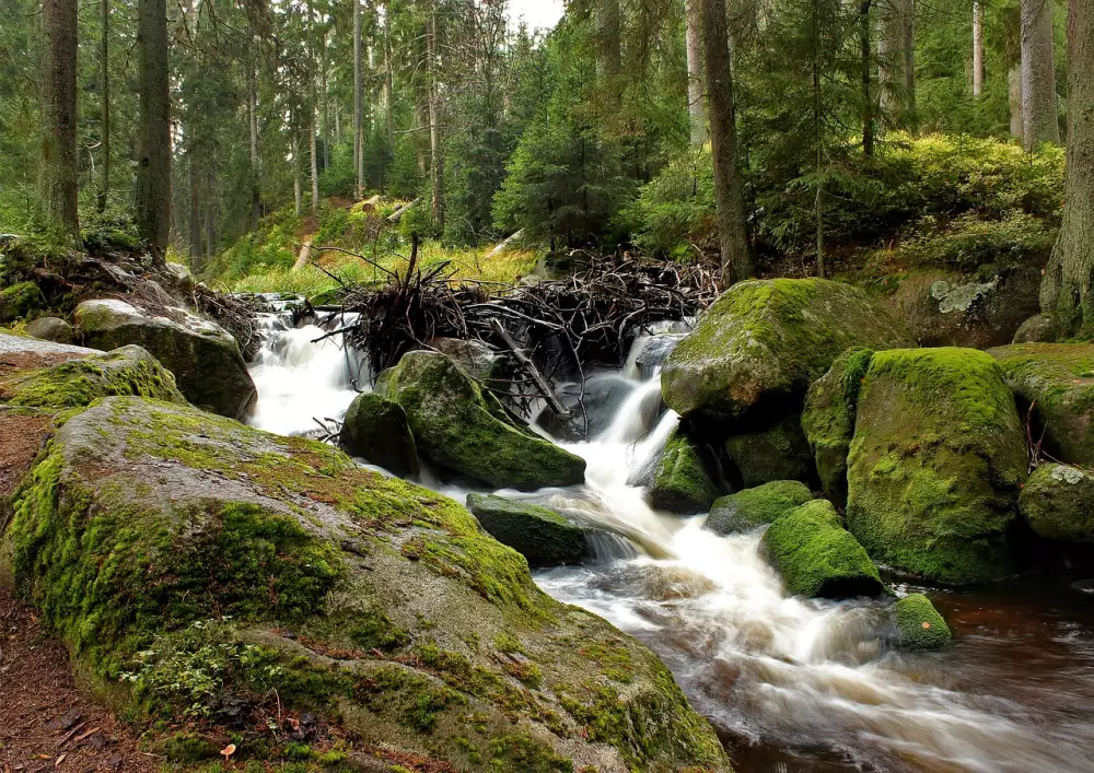 Dovolená Se Psem Šumava