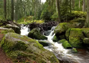 Dovolená Se Psem Šumava